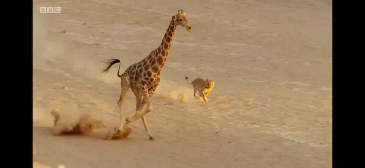Angolan giraffe (Giraffa giraffa angolensis) as shown in Planet Earth II - Deserts